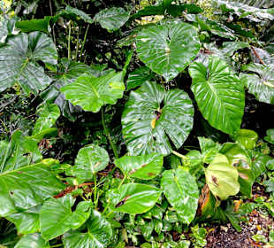 Impressionen aus den Jardins de Valombreuse