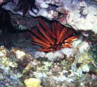 Zdjęcia rafy wykonane przeze mnie pod wodą