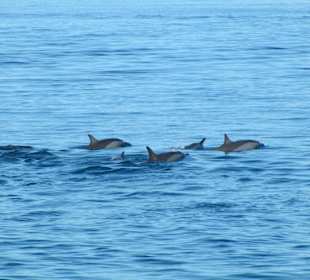 Dolphin Tour zu empfehlen aber nur mit Speedboat