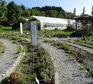 Allgäuer Kräutergarten artemisia