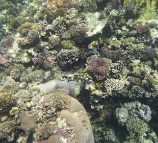 Schnorcheln Makadi Bay