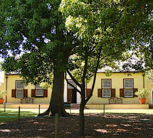 Alte Kampferbäume im PArk