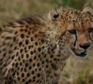 Gepard im Masai Mara National Reserve