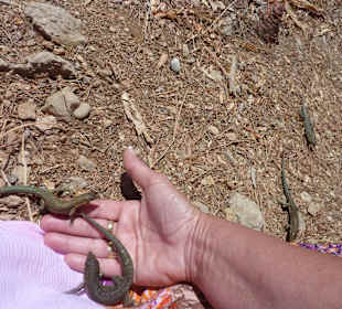 Dracheninsel Bootstour