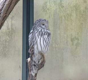Habichtskauz