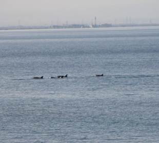 Delphine auf dem Weg zurück von Cairo