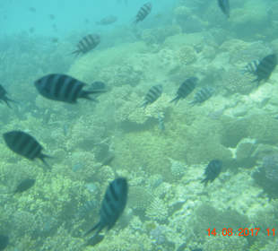 Gemacht beim Schnorcheln beim Hausriff