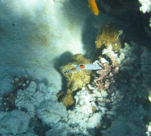 Junger Spiegelflecklippfisch