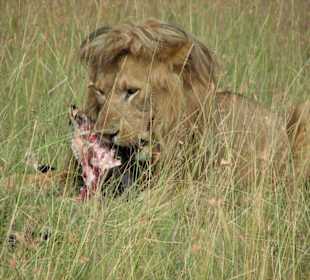 Löwe beim Frühstück