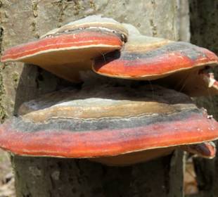 Farbige Baumschnwämme 