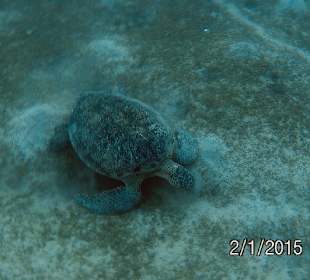 Schnorcheln Marsa Alam