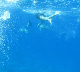 Delfinschnorcheln mit den Dolphin Dancers, 2012