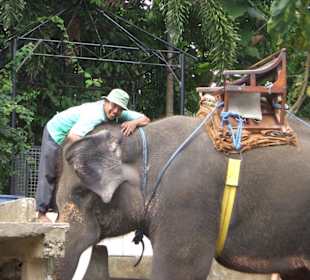 Ausflug: Elefantenreiten mit Leibullen "Goming"