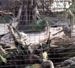 Kleinsäuger + Vogelhaus