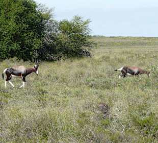Bonte Bok Nationalpark
