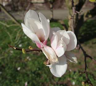 Magnolienblüte im Schlosspark