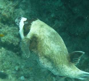 Kugelfisch am Hausriff