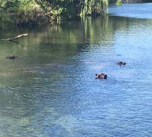 Hippos im Mzima Springs 