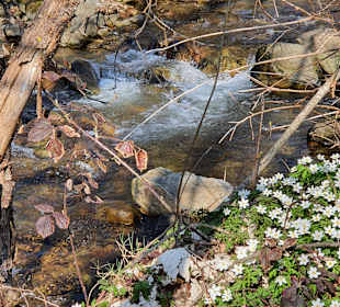 Wandern Bollschweil