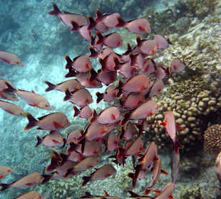 Fischschwarm