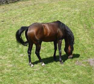 Wybieg dla koni przed pałacem