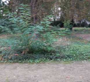 Gedenkstätte Alter Jüdischer Friedhof