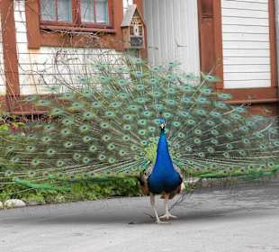 Peafowl 2