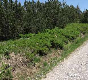 Wandergebiet Ruhestein