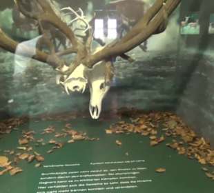 Jagdtier + Vogelkunde