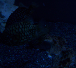 Aquarium Berlin