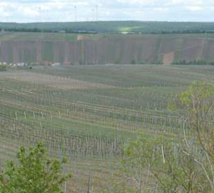 Nordheim: Blick über die Weinberge