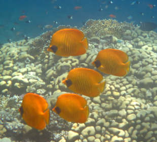 Falterfisch