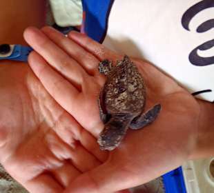 Schildkrötenprojekt