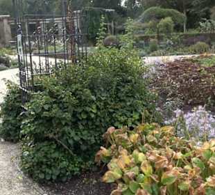 Rosengarten im Tiergarten