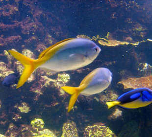 Im Aquarium
