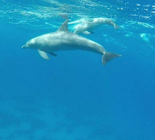 Delphinausflug