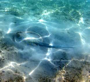 Blaupunktrochen in Strandnähe