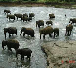 Pinnawela elephant orphanage