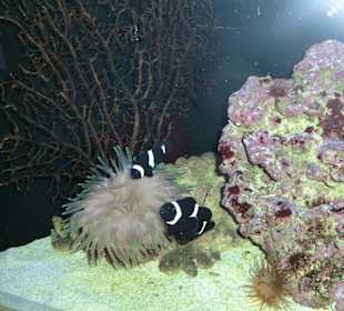 Schwarzer Clownfisch 