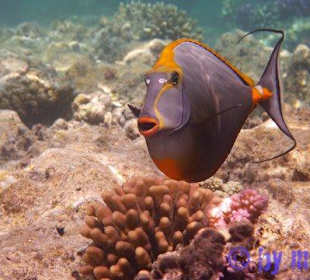 Besucher am Hausriff