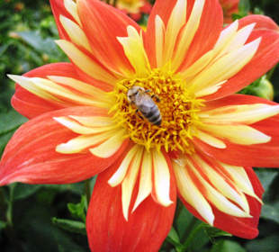Blumeninsel Mainau