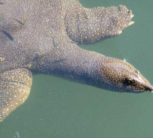 Riesenweichschildkröten ca. 300 Meter am Strand entlang
