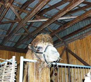 Da bekommt er mal was.....