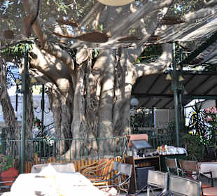 Ta kawiarnia zamiast parasoli miała naturalny dach