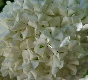Schneeballblüten