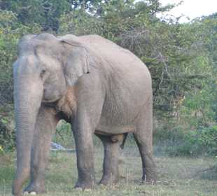 Elefant im Yala-Nationalpark