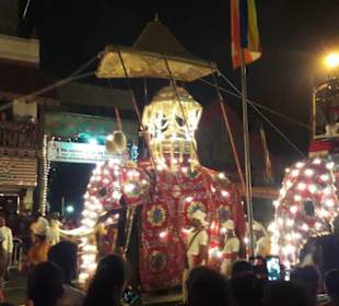 Kandy Buddhas Eckzahn