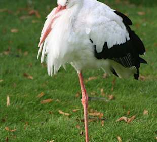 Ist das der Klapperstorch?