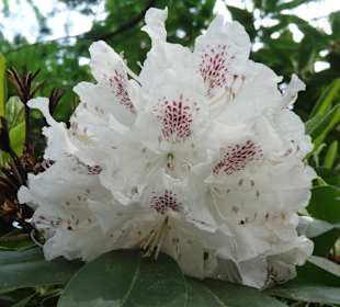 Rhododendronpark Kromlau