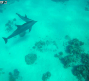 Delfinausflug mit Mo - 21.10.2017